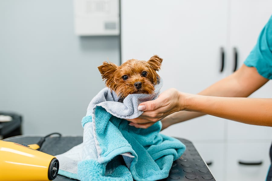 Female groomer wipes cute little dog with a towel